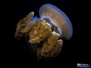 Mane Jellyfish ( Cyanea Capillata )

Canon Powershot S1... by Irwin Ang 